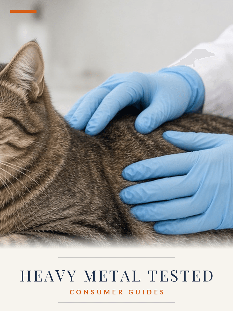 Heavy Metal Exposure in Cats: When to Call Your Vet